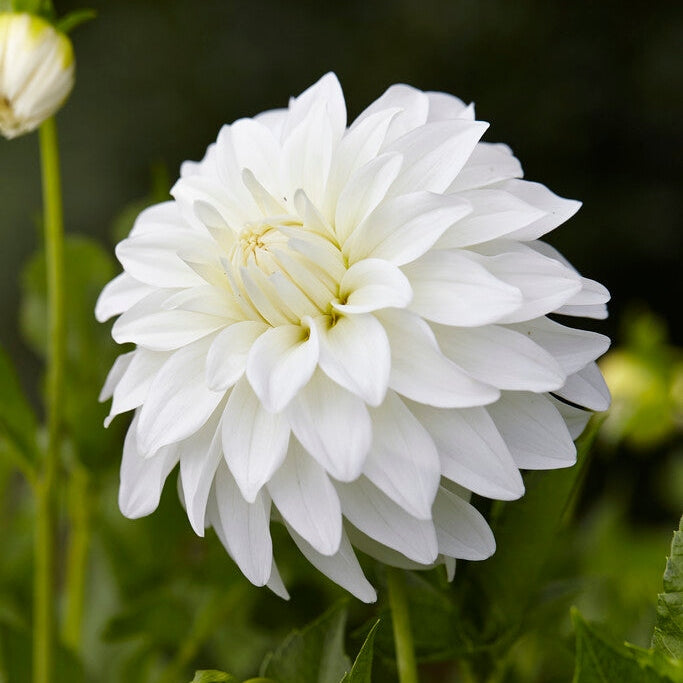 Dahlia Dekorativ Lady Liberty 1-pak